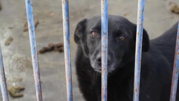 Chien aboyant et regardant à travers chenil — Video