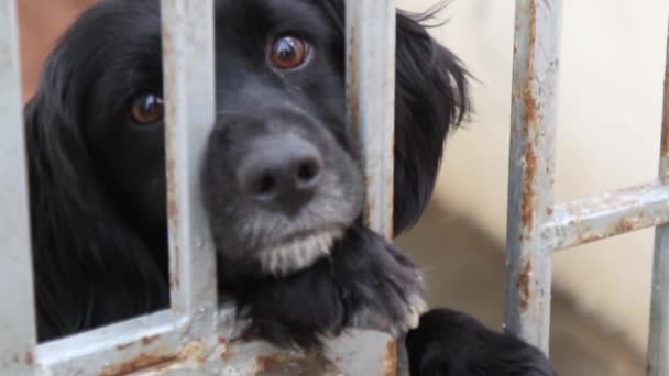 Perros en refugio detrás de la valla — Vídeos de Stock