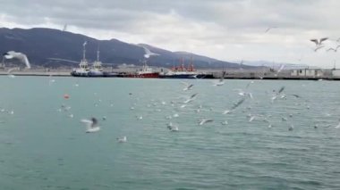Kargo Limanı. Karadeniz. Novorossiysk Rusya