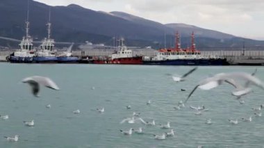 Kargo Limanı. Karadeniz. Novorossiysk Rusya