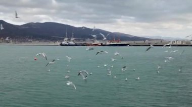 Kargo Limanı. Karadeniz. Novorossiysk Rusya