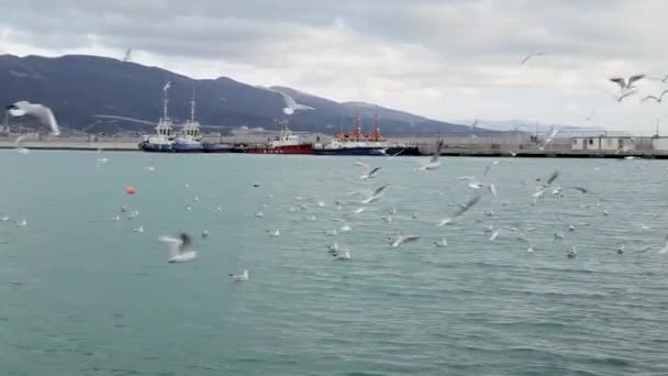 Lastkaj. Svarta havet. Novorossijsk Ryssland — Stockvideo