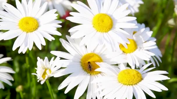 Abeja en la flor de la margarita, una abeja recoge el néctar en las flores de la margarita — Vídeo de stock