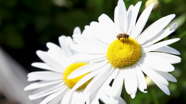 Pszczoła na kwiatku Daisy, pszczoła zbiera nektar w kwiatach Daisy — Wideo stockowe