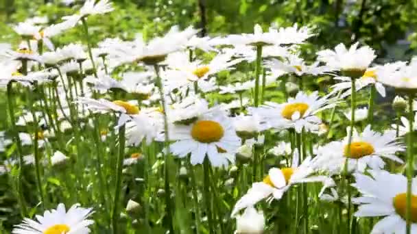 Bijen op de Daisy bloem, een bij verzamelt nectar in de Daisy bloemen — Stockvideo