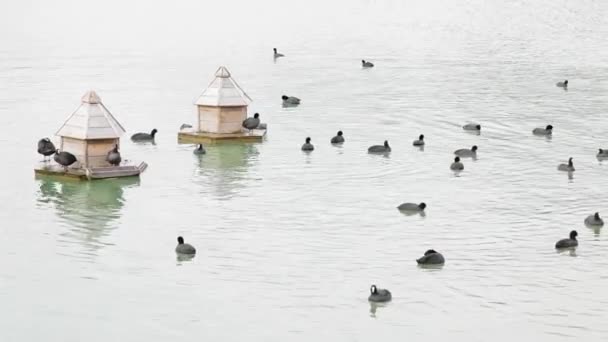 Patos no rio Reno na Rússia — Vídeo de Stock