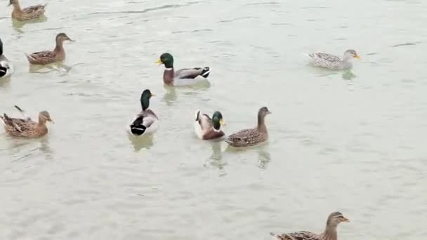 Patos no rio Reno na Rússia — Vídeo de Stock