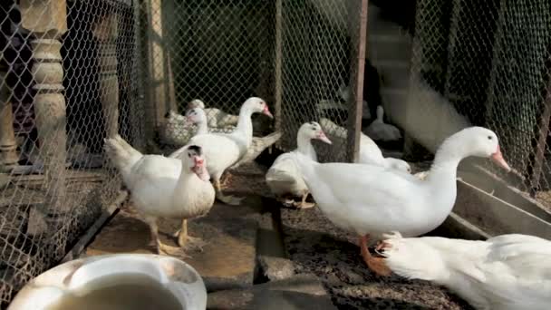 養鶏場の牧草地での種子 — ストック動画