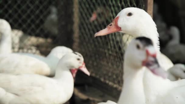 Gänse auf der Weide einer Geflügelfarm — Stockvideo