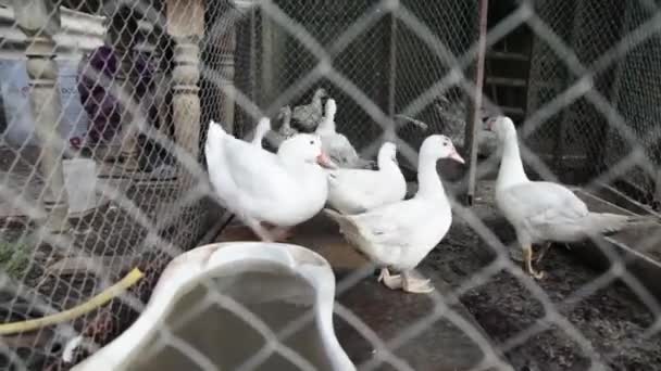 Gansos no pasto de uma exploração avícola — Vídeo de Stock