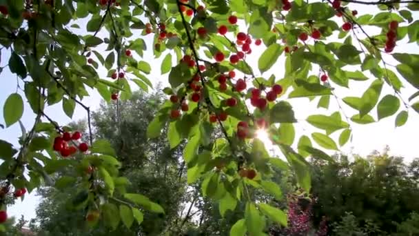 Körsbärsträd gren med par välsmakande frukt på vinden — Stockvideo