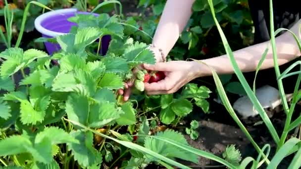 Vrouw plukken aardbeien in veld — Stockvideo