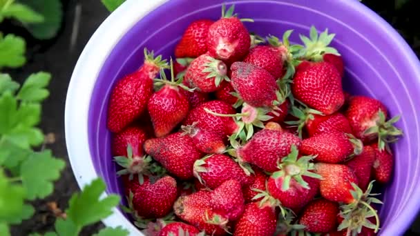 Woman picking strawberry in field — Stock Video