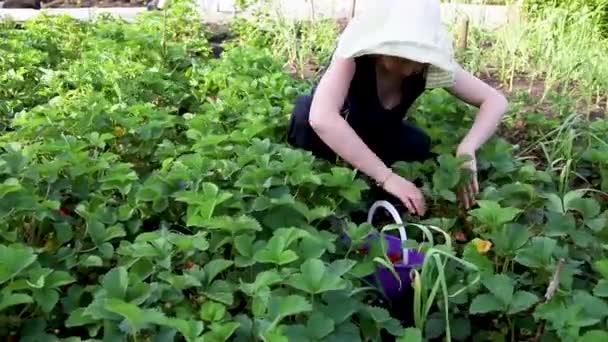 Kvinna plocka jordgubbar i fältet — Stockvideo