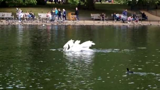 Pelikanen zwemmen in het meer. — Stockvideo