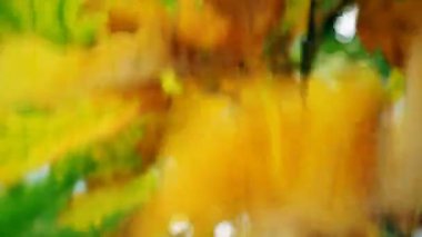 Londra. Sonbahar. Orta ve yakın çekim. Sarı ve yeşil yaprakları bir ağaç üzerinde. 