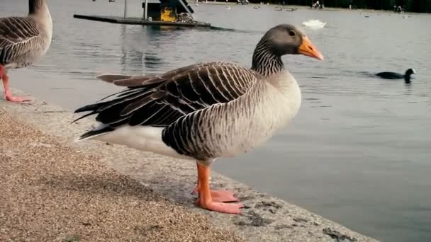 På stranden av sjön är en gås och rengör sig själv. — Stockvideo