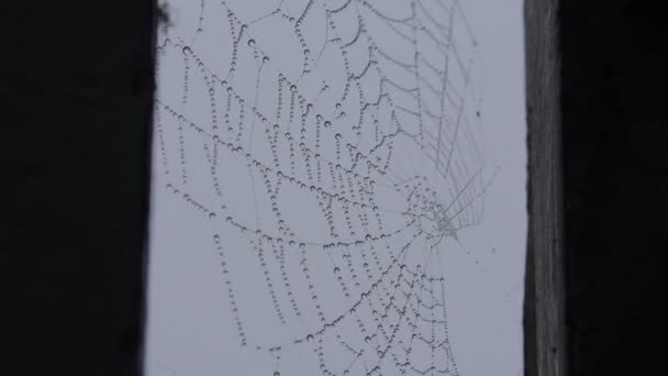 Spindelnät med regndroppar, darrande i vinden. — Stockvideo