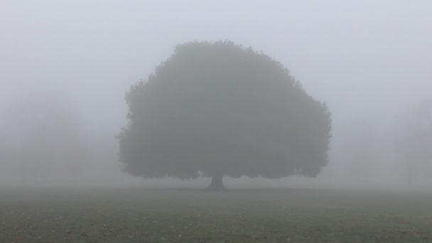 Lonely green tree in a gray fog. — Stock Video