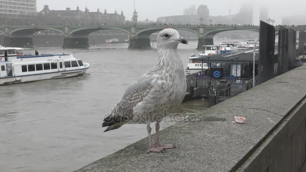 Thames. Korkuluk üzerinde oturan beyaz martı. — Stok video