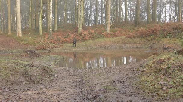 Bos. Hond zwemmen in een zwembad. — Stockvideo