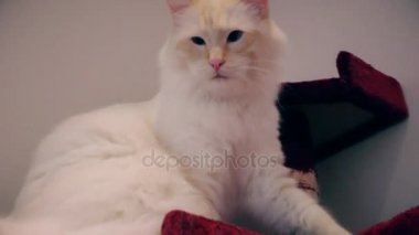 Ragdoll. Kedi tembel senden uzak açmak. 