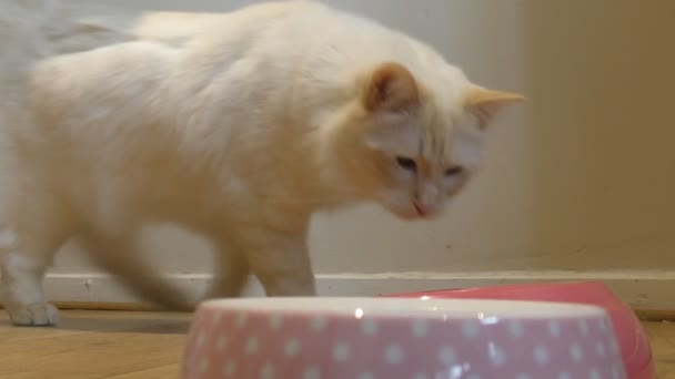 Ragdoll. Kot zjada jedzenie. — Wideo stockowe