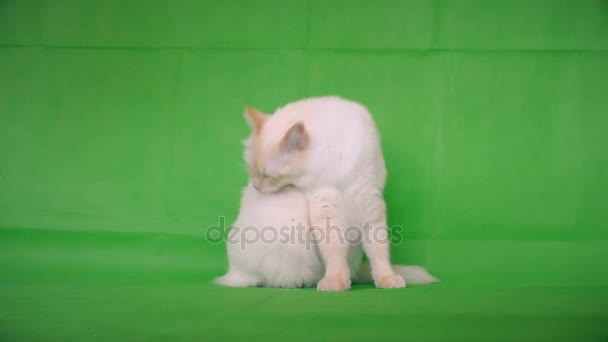 Ragdoll. Le chat se nettoie . — Video