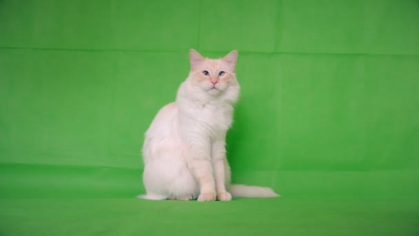 Ragdoll. Le chat regarde vers la gauche et vers la droite . — Video