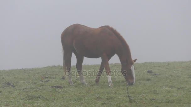 Horse grazing in the meadow. Behind the forest and fog. — Stock Video