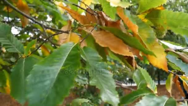 Herfst kleuren. Groene en gele blaadjes. — Stockvideo