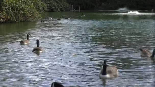 Patos nadando en el estanque. — Vídeo de stock