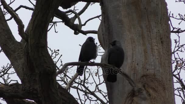 Jackdaw on a tree. A couple of black birds. — Stock Video