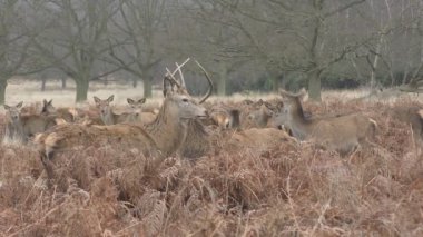 Bir alanı ormandaki geyik sürüsü.