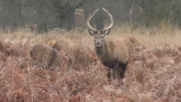 Cerf à cornes. Le chef du troupeau .