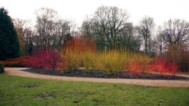 Arbustos de colores en el bosque de otoño . — Vídeos de Stock