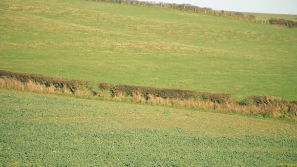 Grüne Felder in Südengland. — Stockvideo