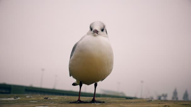 桥上的海鸥. — 图库视频影像