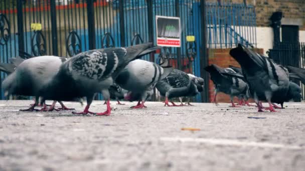 Een kudde van duiven op de weg. — Stockvideo
