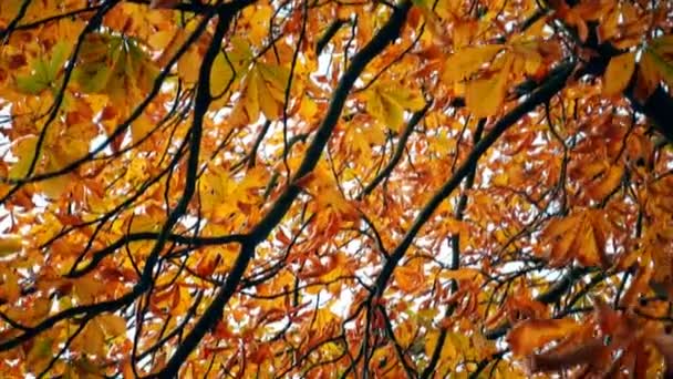 Feuilles d'automne des arbres . — Video