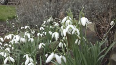güzel beyaz kardelen.