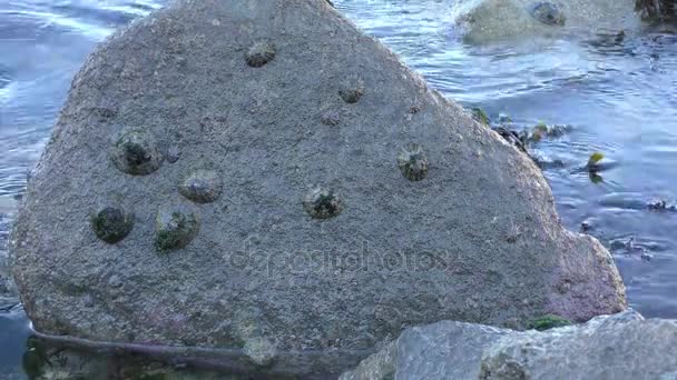Alte versteinerte Muscheln an der jurassischen Küste. — Stockvideo