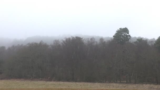 En vy av dimma, skog och äng. — Stockvideo