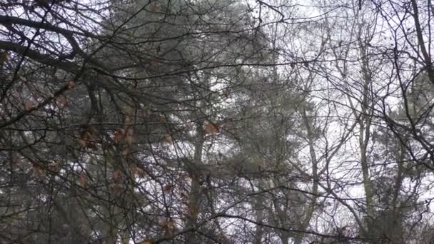 Vista sulla foresta invernale . — Video Stock