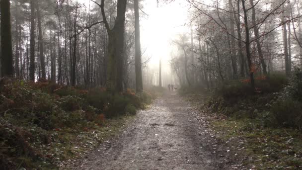 Het pad in winter forest. — Stockvideo