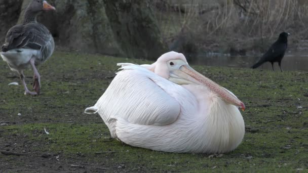Белый пеликан на озере. — стоковое видео