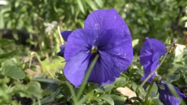 Güzel Mor Çiçekler.