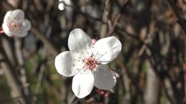 Vackra vita blommor. — Stockvideo