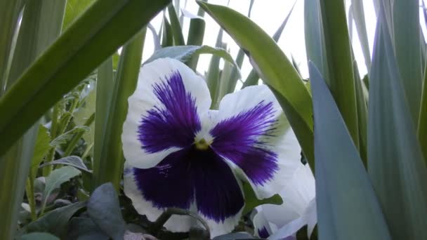Bellissimi fiori bianchi e viola . — Video Stock