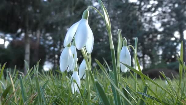 Gotas de neve, belas flores brancas . — Vídeo de Stock